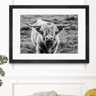 Highland Cow Staring Contest by Nathan Larson on GIANT ART - white animals highland cattle