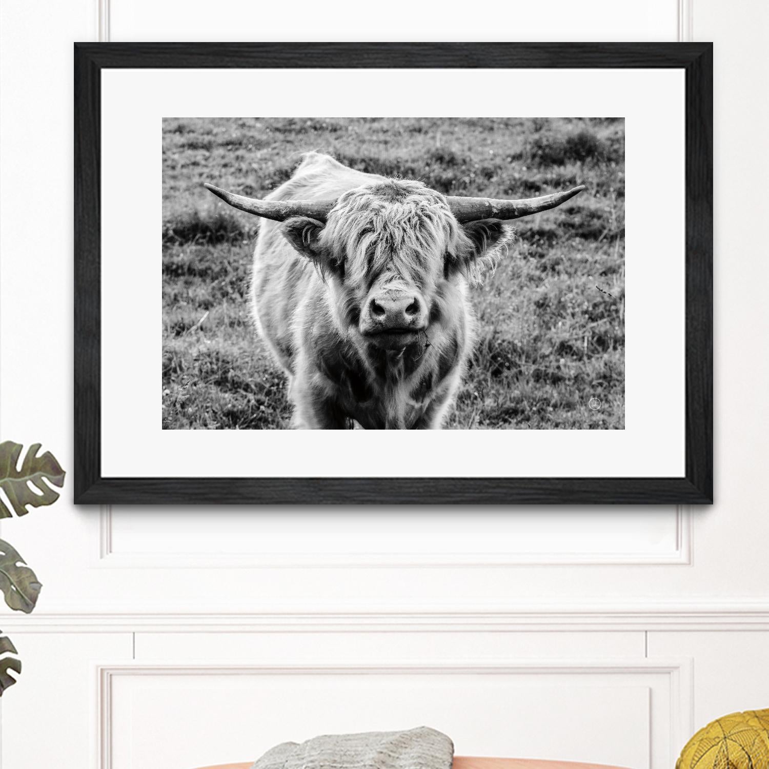 Highland Cow Staring Contest by Nathan Larson on GIANT ART - white animals highland cattle