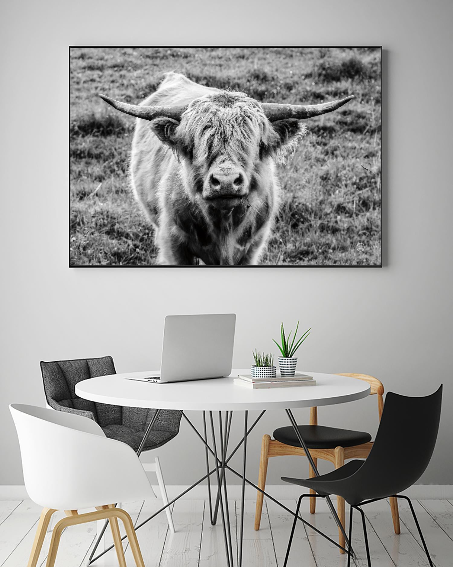 Highland Cow Staring Contest by Nathan Larson on GIANT ART - animals animals