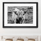 Highland Cow Staring Contest by Nathan Larson on GIANT ART - white animals highland cattle