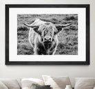 Highland Cow Staring Contest by Nathan Larson on GIANT ART - white animals highland cattle