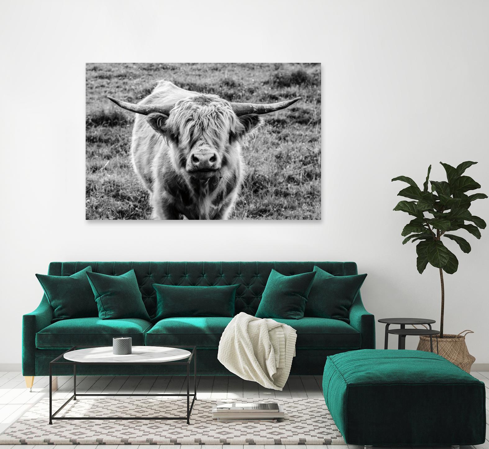 Highland Cow Staring Contest by Nathan Larson on GIANT ART - white animals highland cattle