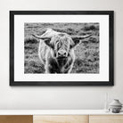 Highland Cow Staring Contest by Nathan Larson on GIANT ART - white animals highland cattle