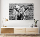 Highland Cow Staring Contest by Nathan Larson on GIANT ART - white animals highland cattle