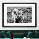 Highland Cow Staring Contest by Nathan Larson on GIANT ART - white animals highland cattle
