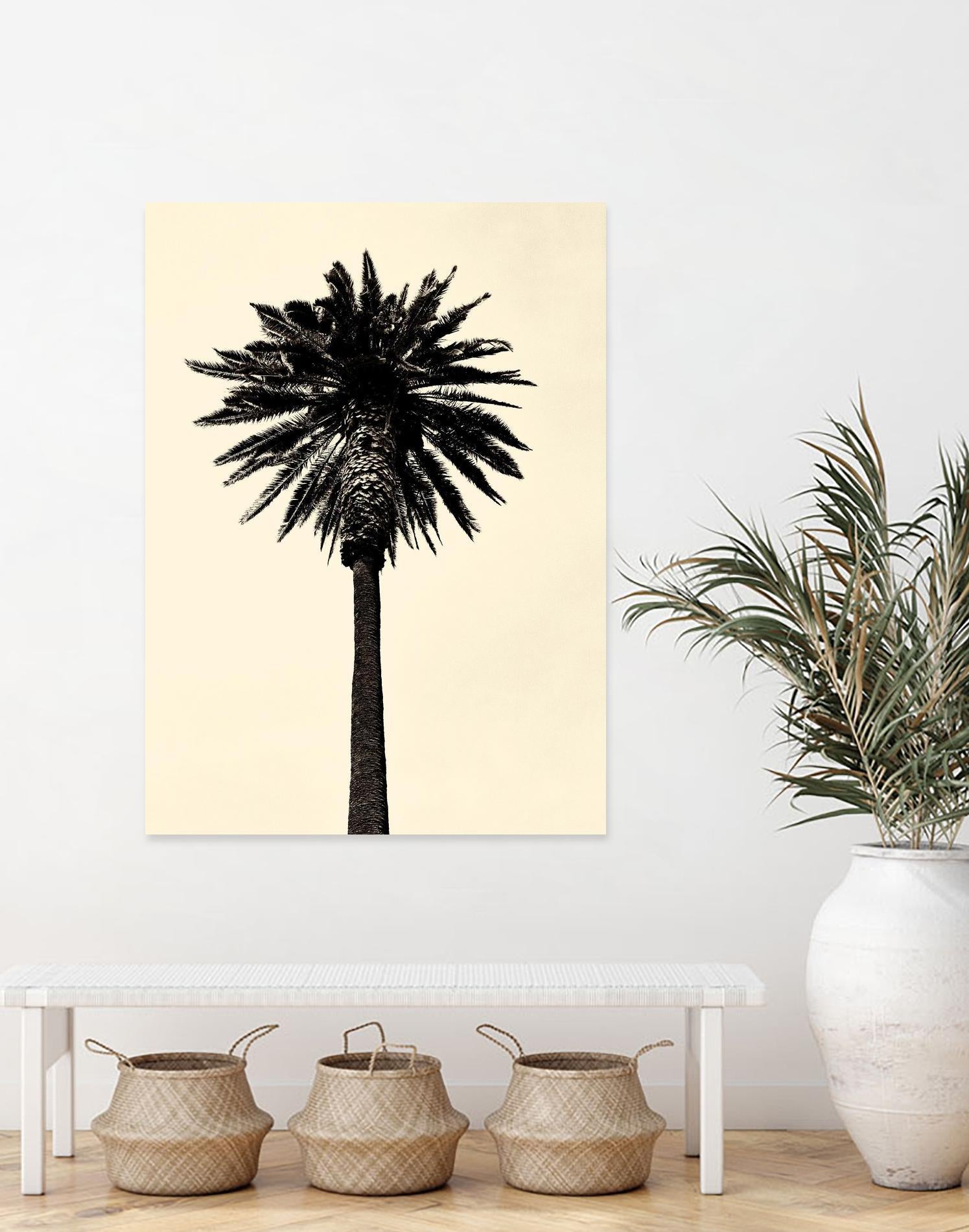 Palm Tree 1979 Tan by Erik Asla on GIANT ART - multicolor photography; contemporary