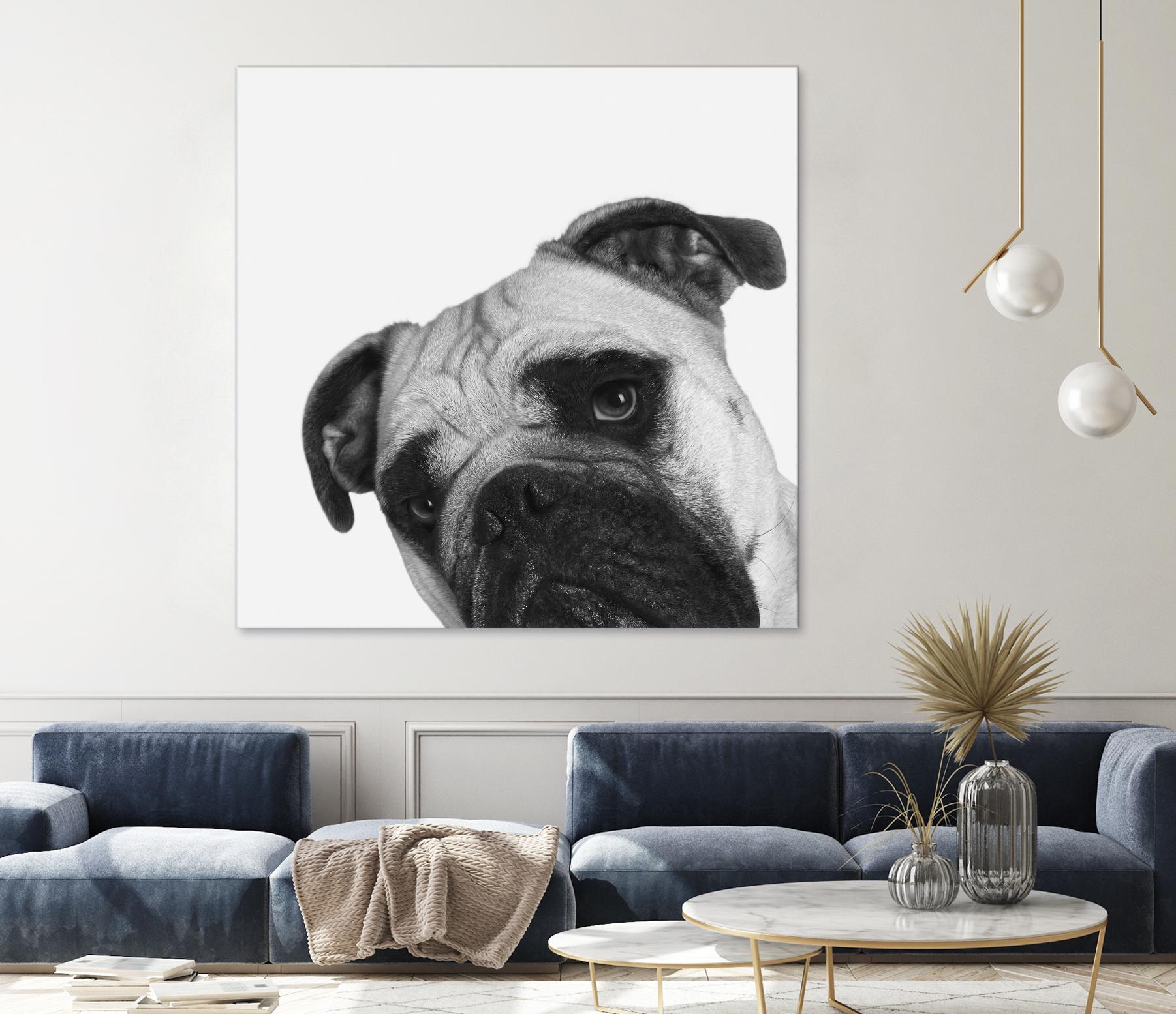 Qué Pasa? by Jon Bertelli on GIANT ART - multicolor animals; photography