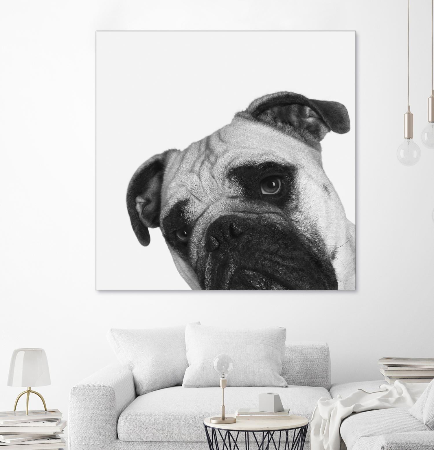 Qué Pasa? by Jon Bertelli on GIANT ART - multicolor animals; photography