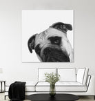 Qué Pasa? by Jon Bertelli on GIANT ART - multicolor animals; photography