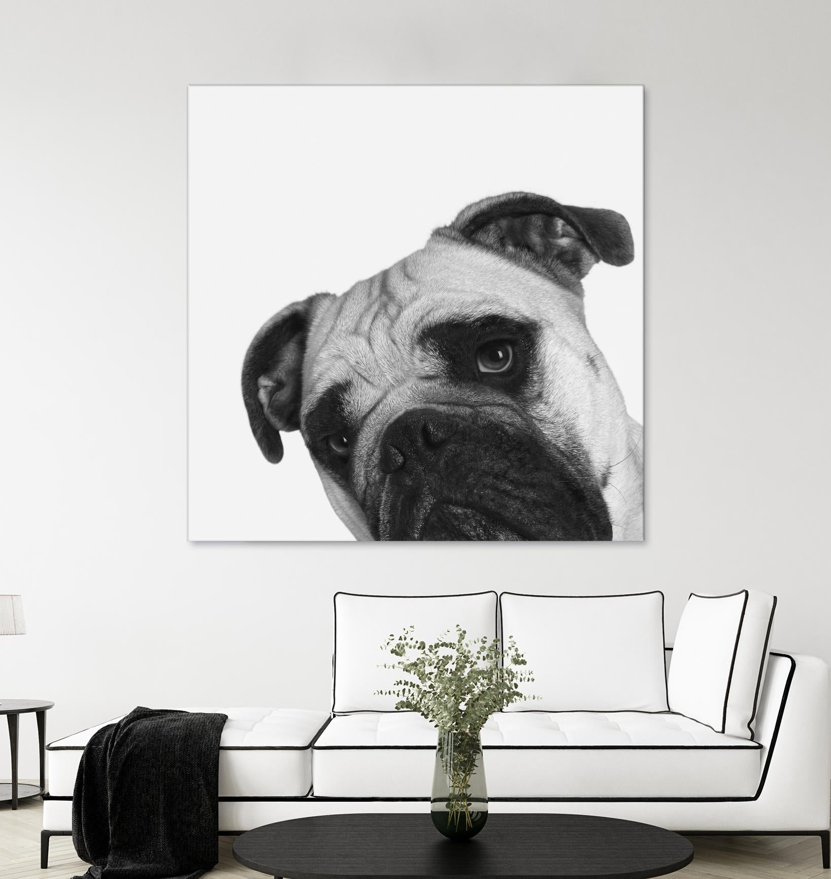 Qué Pasa? by Jon Bertelli on GIANT ART - multicolor animals; photography