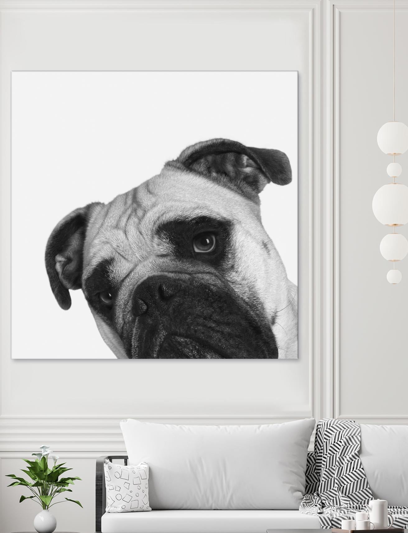 Qué Pasa? by Jon Bertelli on GIANT ART - multicolor animals; photography