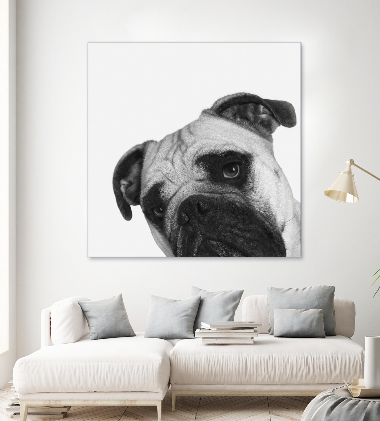 Qué Pasa? by Jon Bertelli on GIANT ART - multicolor animals; photography