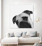 Qué Pasa? by Jon Bertelli on GIANT ART - multicolor animals; photography