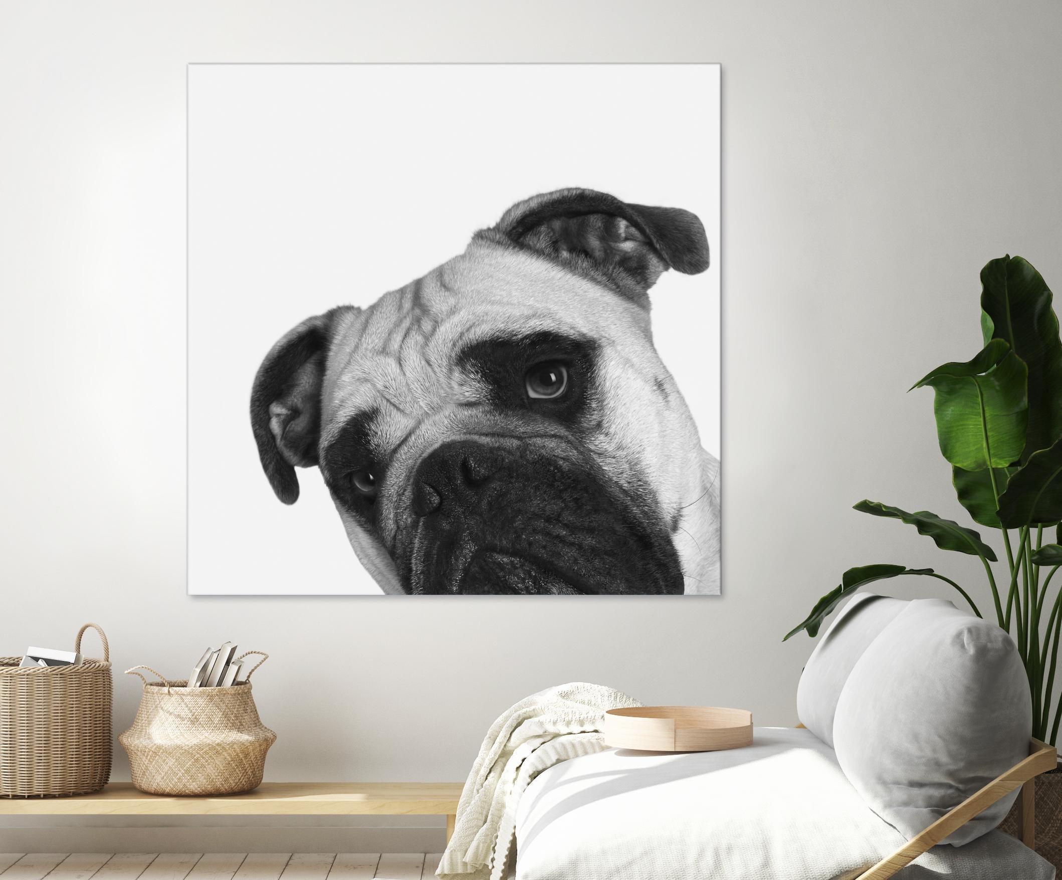 Qué Pasa? by Jon Bertelli on GIANT ART - multicolor animals; photography