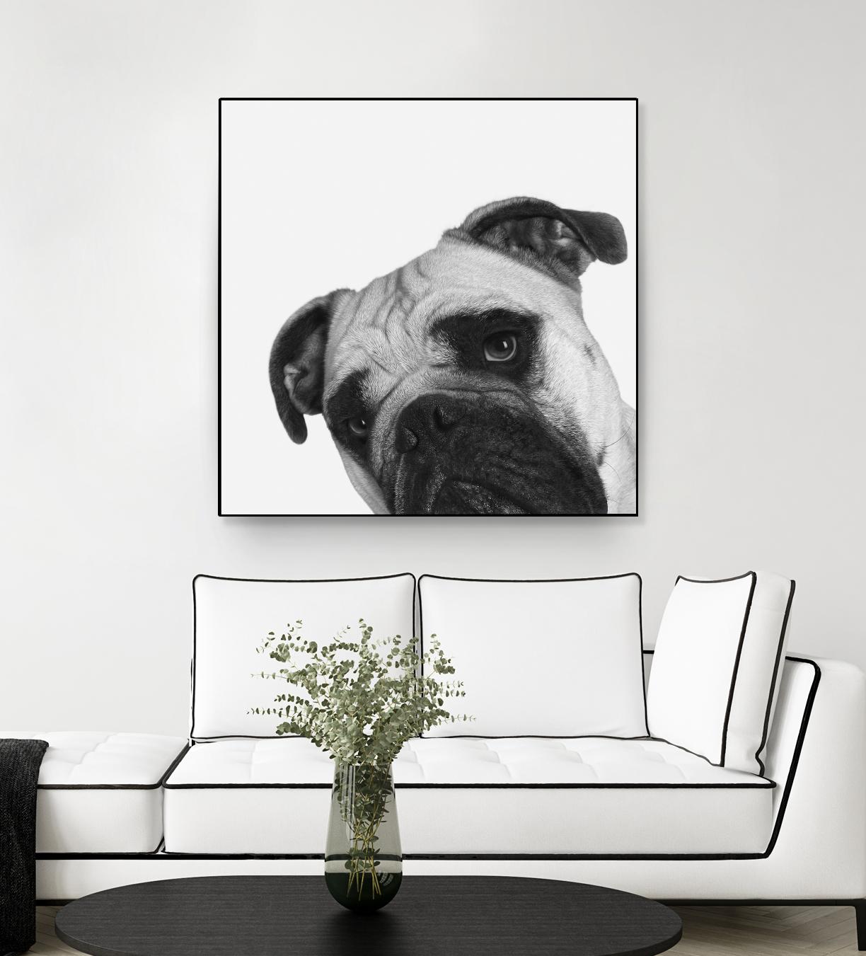 Qué Pasa? by Jon Bertelli on GIANT ART - multicolor animals; photography