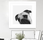 Qué Pasa? by Jon Bertelli on GIANT ART - multicolor animals; photography