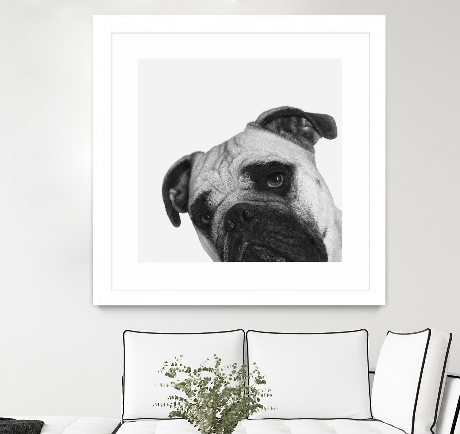 Qué Pasa? by Jon Bertelli on GIANT ART - multicolor animals; photography