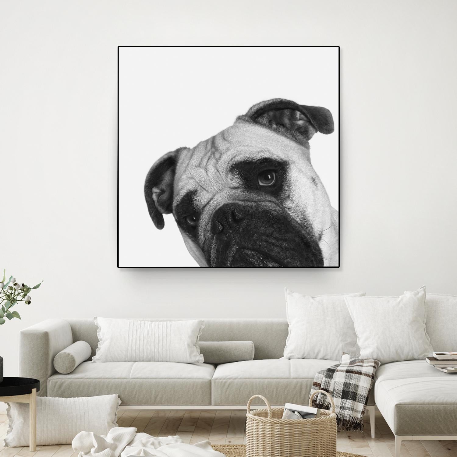 Qué Pasa? by Jon Bertelli on GIANT ART - multicolor animals; photography