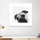 Qué Pasa? by Jon Bertelli on GIANT ART - multicolor animals; photography