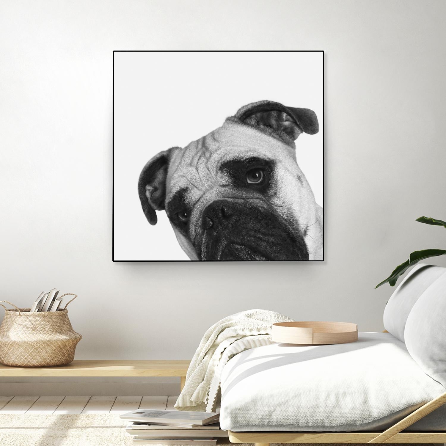 Qué Pasa? by Jon Bertelli on GIANT ART - multicolor animals; photography