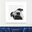 Qué Pasa? by Jon Bertelli on GIANT ART - multicolor animals; photography