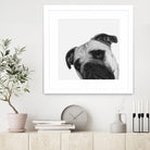 Qué Pasa? by Jon Bertelli on GIANT ART - multicolor animals; photography