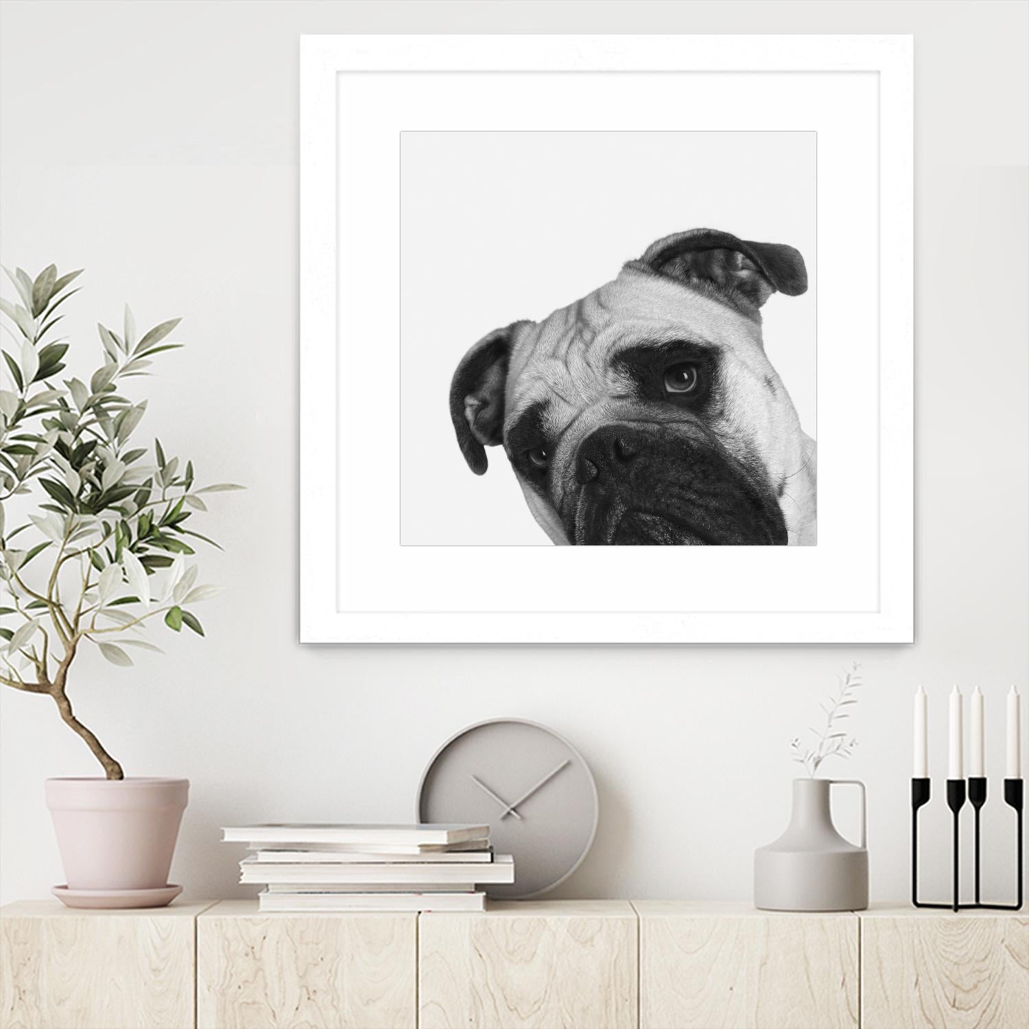 Qué Pasa? by Jon Bertelli on GIANT ART - multicolor animals; photography