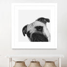 Qué Pasa? by Jon Bertelli on GIANT ART - multicolor animals; photography