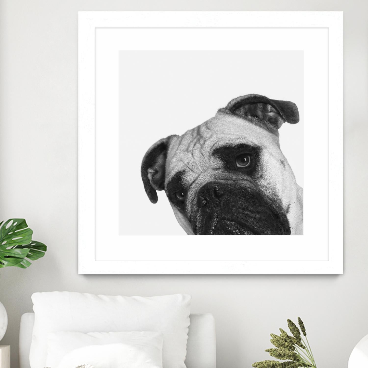 Qué Pasa? by Jon Bertelli on GIANT ART - multicolor animals; photography