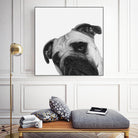 Qué Pasa? by Jon Bertelli on GIANT ART - multicolor animals; photography