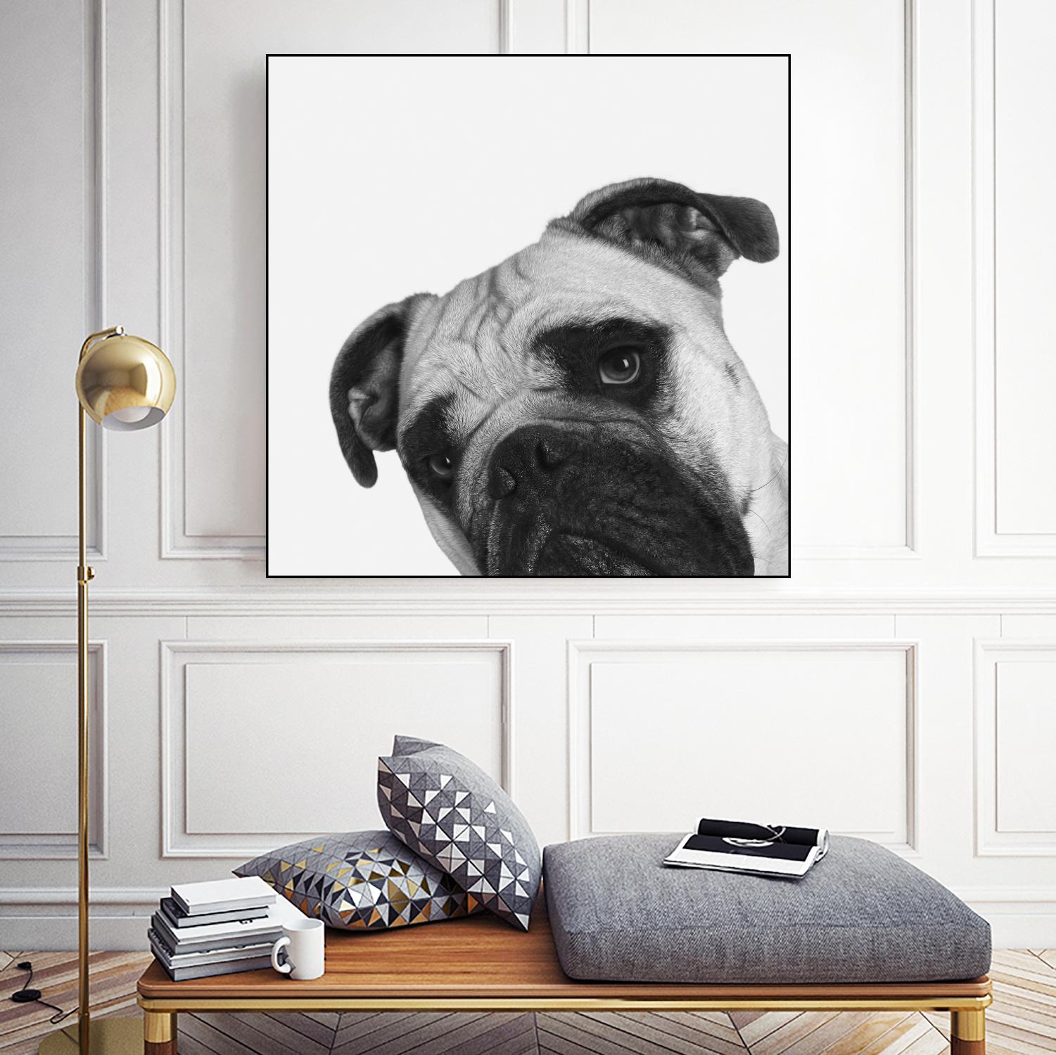 Qué Pasa? by Jon Bertelli on GIANT ART - multicolor animals; photography