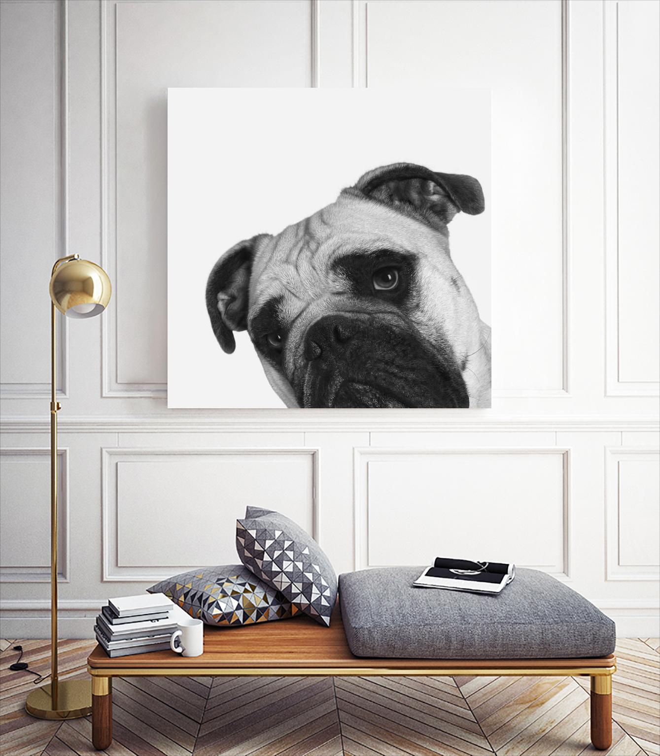 Qué Pasa? by Jon Bertelli on GIANT ART - multicolor animals; photography