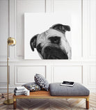 Qué Pasa? by Jon Bertelli on GIANT ART - multicolor animals; photography