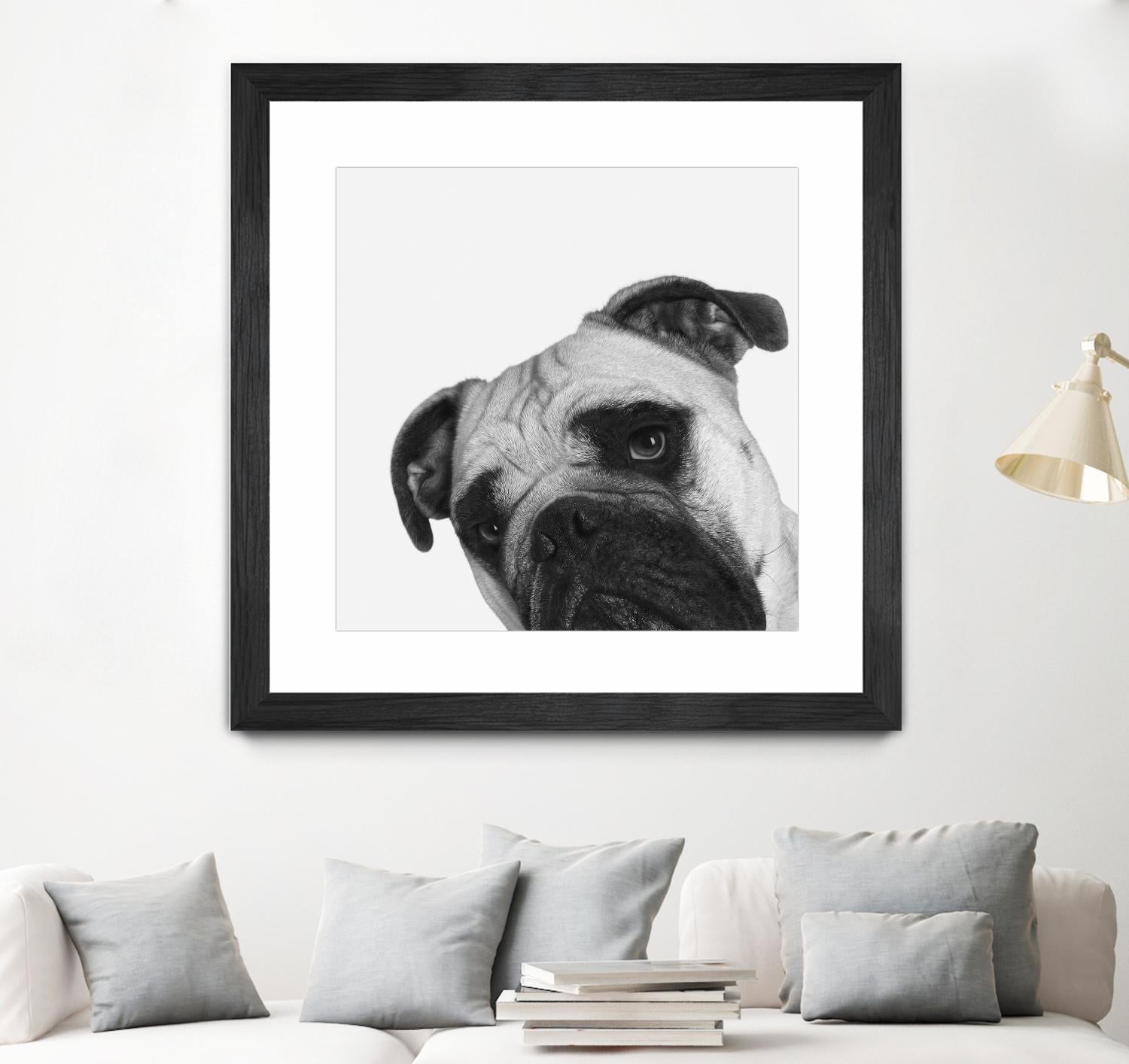 Qué Pasa? by Jon Bertelli on GIANT ART - multicolor animals; photography