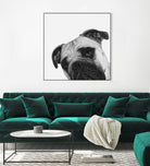 Qué Pasa? by Jon Bertelli on GIANT ART - multicolor animals; photography