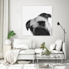 Qué Pasa? by Jon Bertelli on GIANT ART - multicolor animals; photography