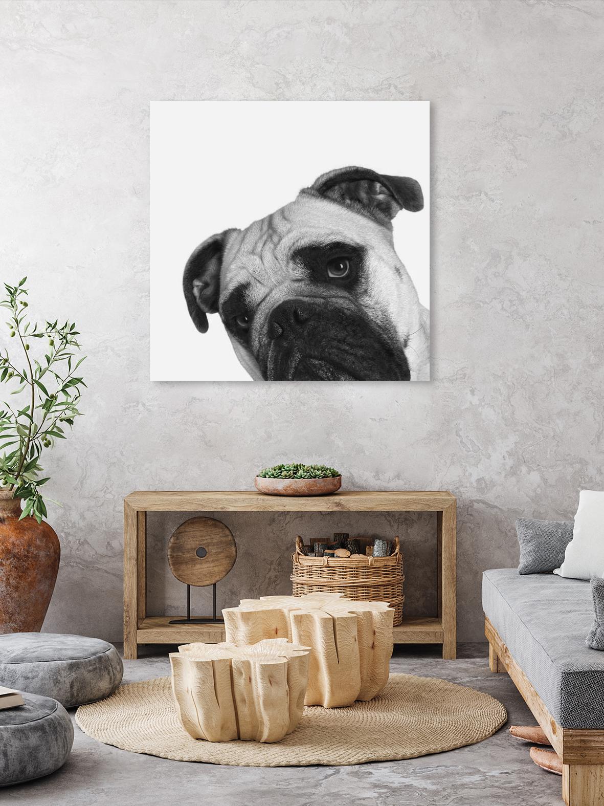 Qué Pasa? by Jon Bertelli on GIANT ART - multicolor animals; photography