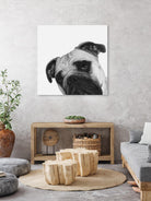 Qué Pasa? by Jon Bertelli on GIANT ART - multicolor animals; photography