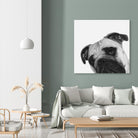 Qué Pasa? by Jon Bertelli on GIANT ART - multicolor animals; photography