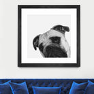 Qué Pasa? by Jon Bertelli on GIANT ART - multicolor animals; photography