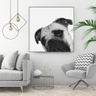 Qué Pasa? by Jon Bertelli on GIANT ART - multicolor animals; photography