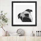 Qué Pasa? by Jon Bertelli on GIANT ART - multicolor animals; photography