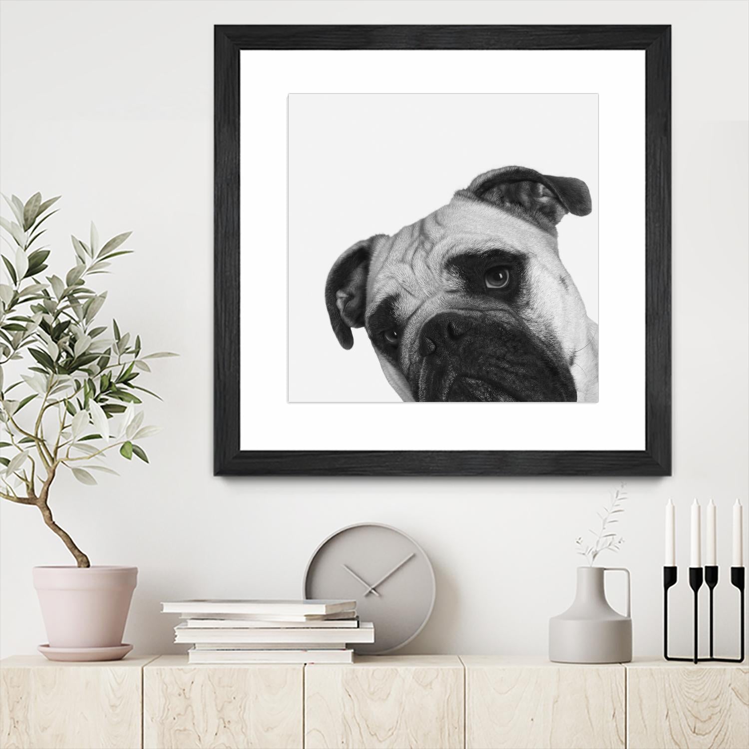 Qué Pasa? by Jon Bertelli on GIANT ART - multicolor animals; photography