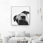 Qué Pasa? by Jon Bertelli on GIANT ART - multicolor animals; photography