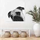 Qué Pasa? by Jon Bertelli on GIANT ART - multicolor animals; photography