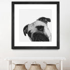 Qué Pasa? by Jon Bertelli on GIANT ART - multicolor animals; photography