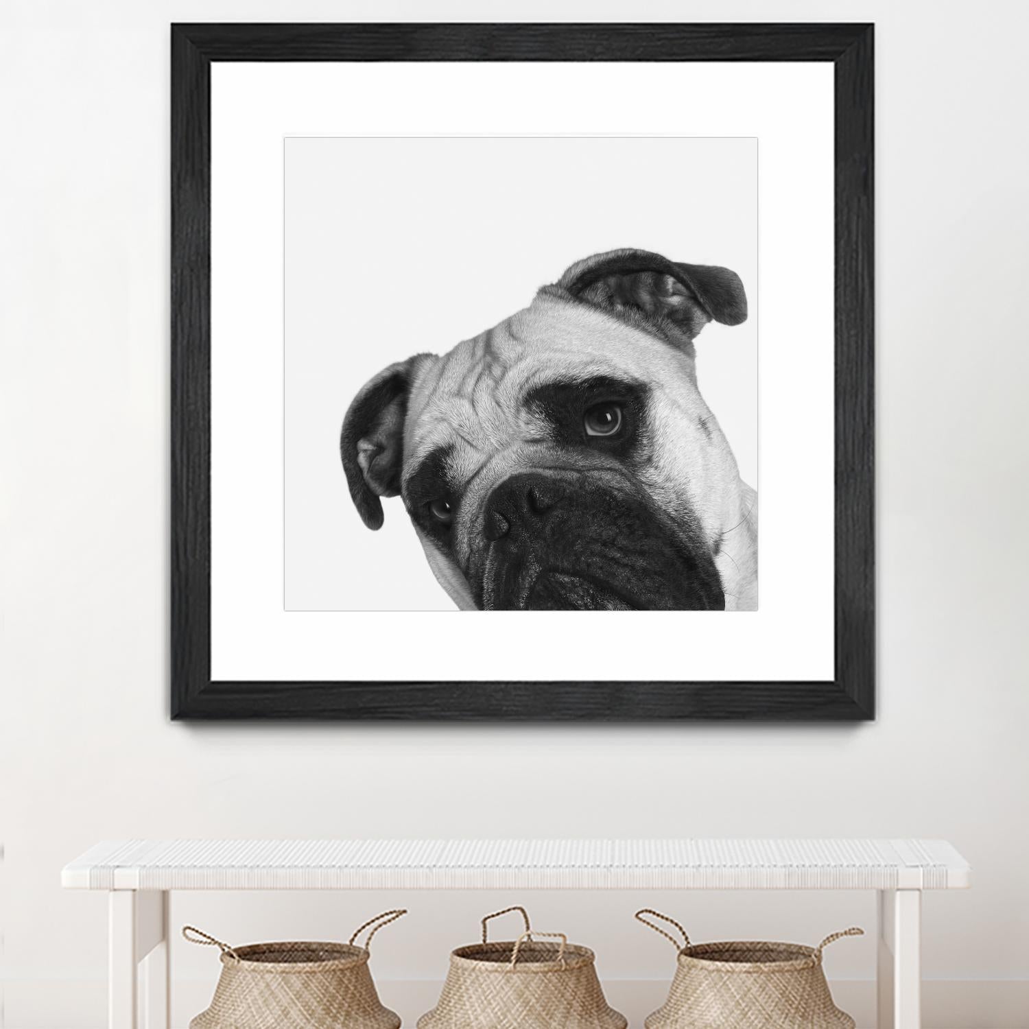 Qué Pasa? by Jon Bertelli on GIANT ART - multicolor animals; photography