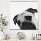 Qué Pasa? by Jon Bertelli on GIANT ART - multicolor animals; photography