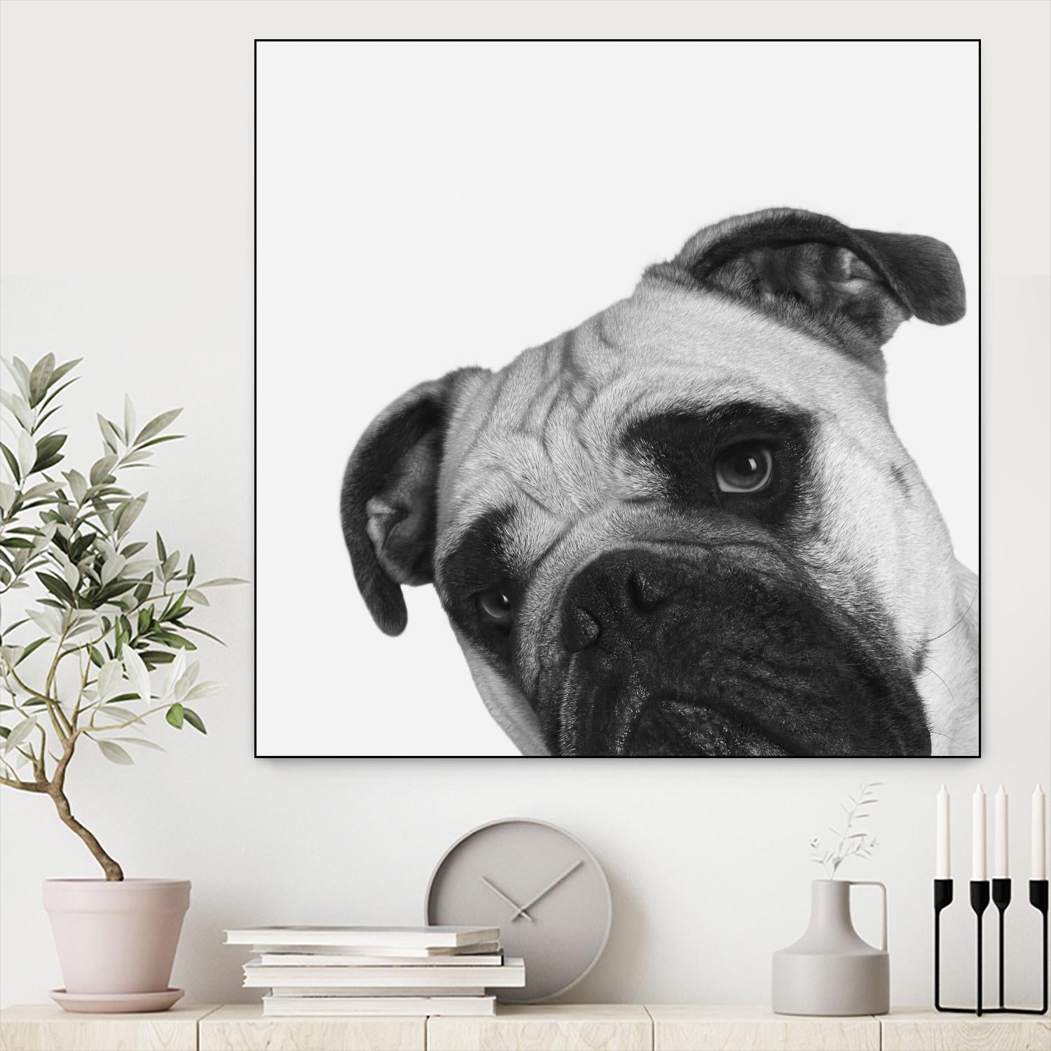 Qué Pasa? by Jon Bertelli on GIANT ART - multicolor animals; photography