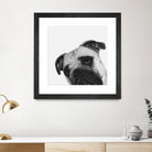 Qué Pasa? by Jon Bertelli on GIANT ART - multicolor animals; photography